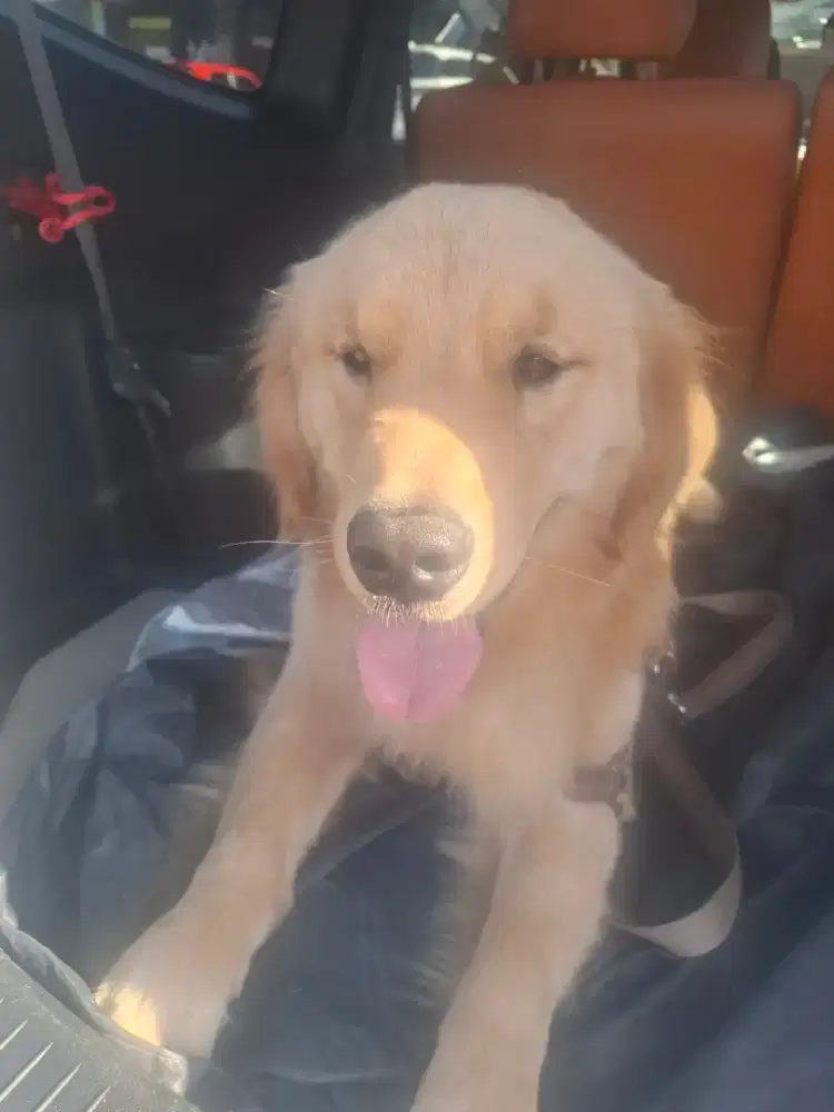 Golden Retriever 14 bulan Pure breed!