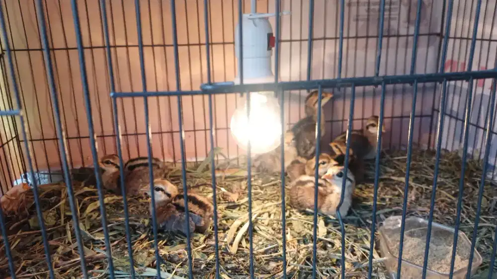 Ayam Hutan Hijau
