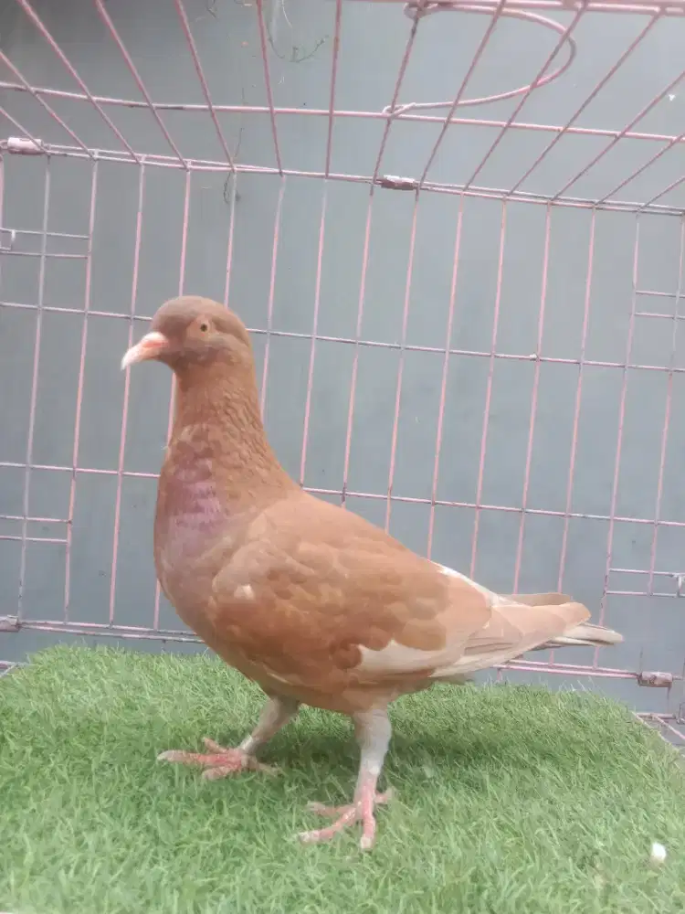 Burung dara merpati