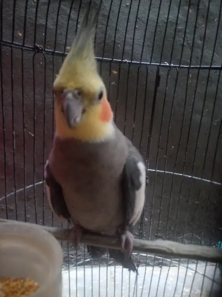 bird falk import from australi