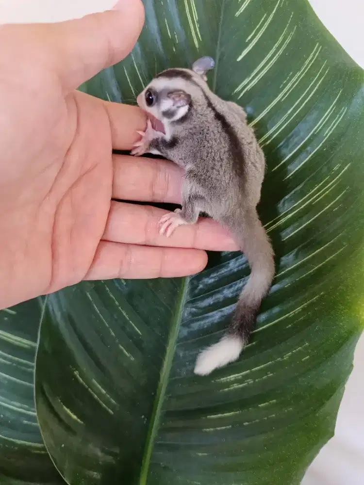Sugar glider mosaic jantan joey