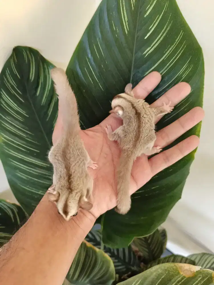 Sugar glider caramel joey