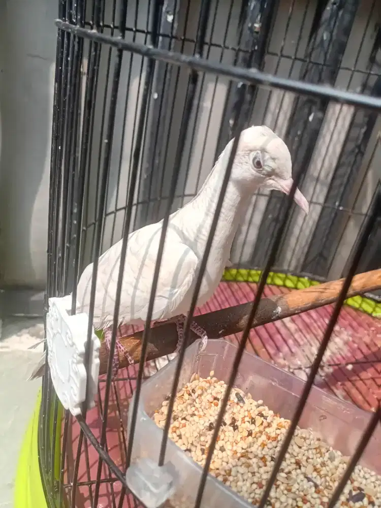 Perkutut putih mata merah katurangan mercuci
