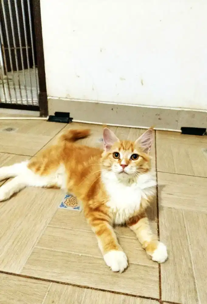 Kitten MaineCoon Betina Pure No mix. Induk ped Cfa Maine Coon