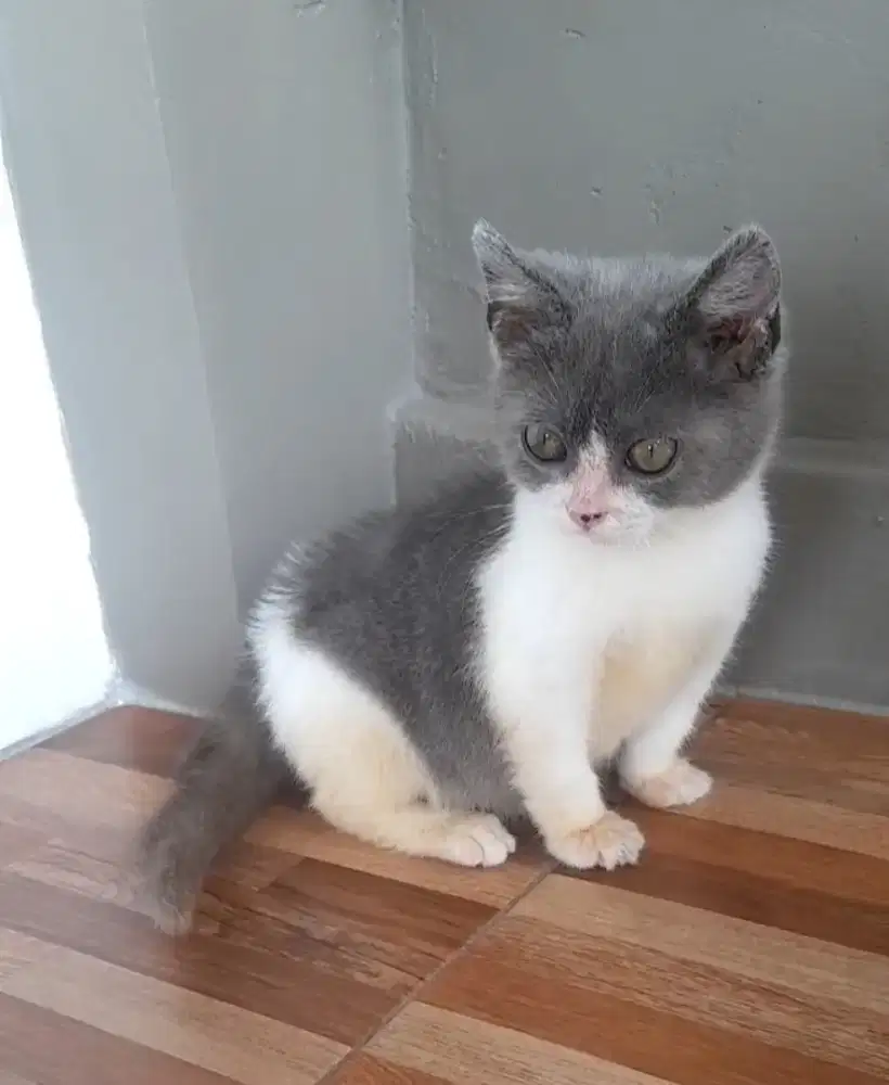 Kitten British shorthair