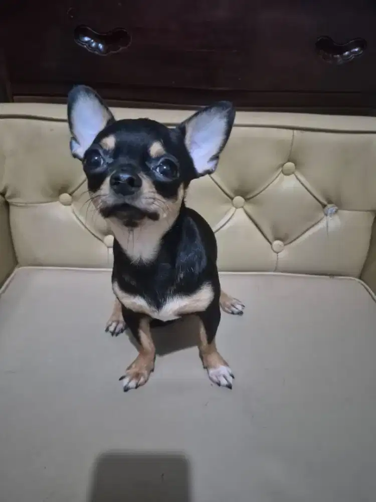 Chihuahua mini murah aja