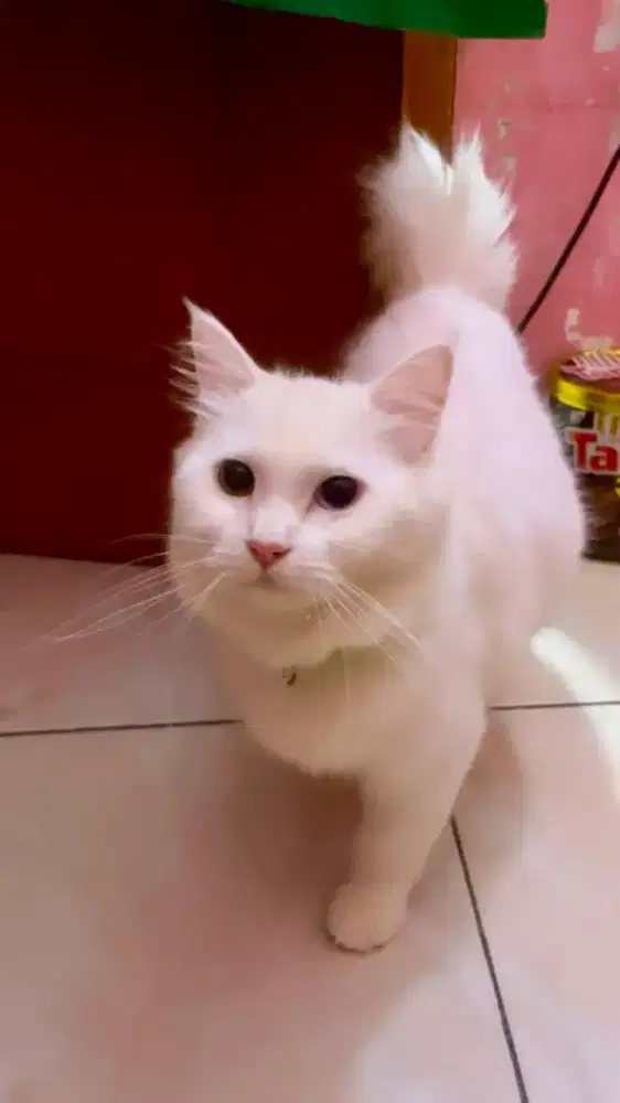 Kucing Persia ibu & anak