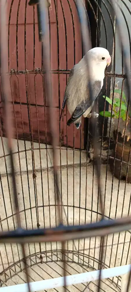 Lovebird biola Ewing vio prediksi jantan