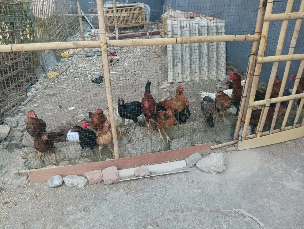 Jual ayam KUB2 (Janaka)