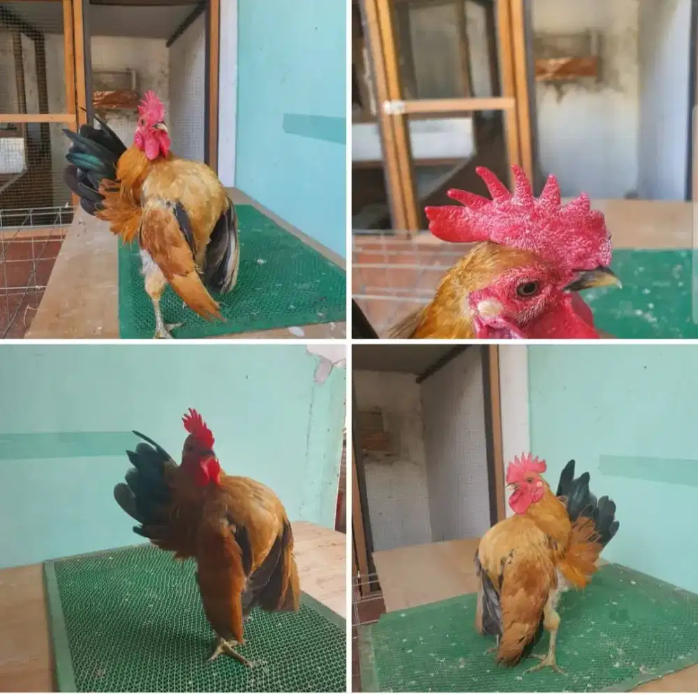 Ayam serama jantan gold