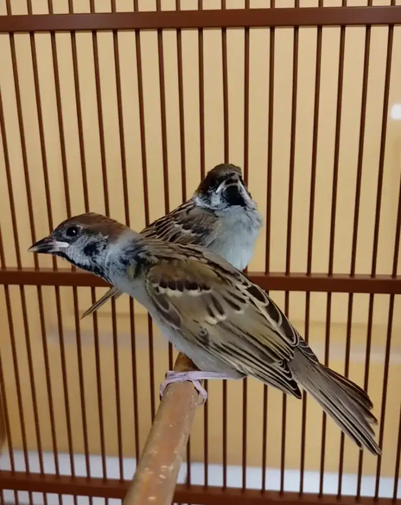 Burung gereja lolohan