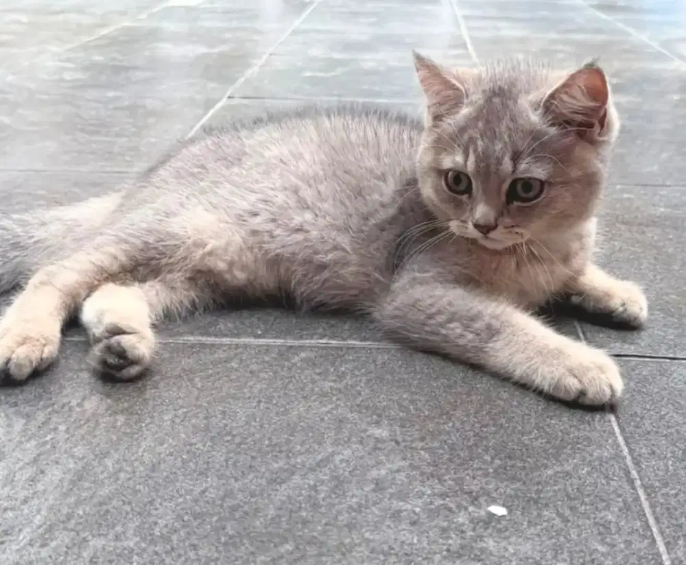 ANAK KUCING BRITISH SHORTHAIR BSH KITTEN GOLDEN BLUE