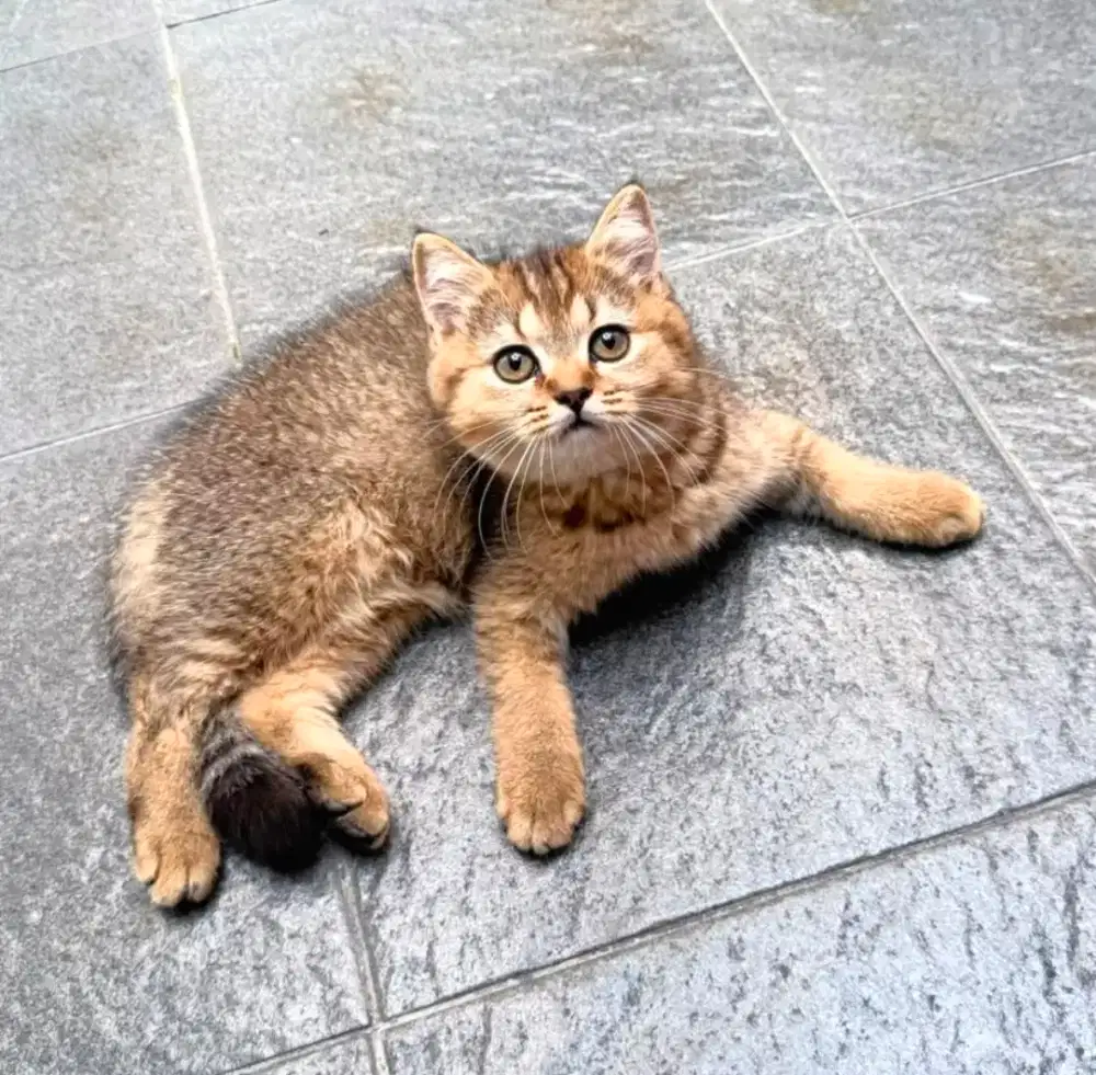 ANAK KUCING BSH BRITISH SHORTHAIR GOLDEN BLACK