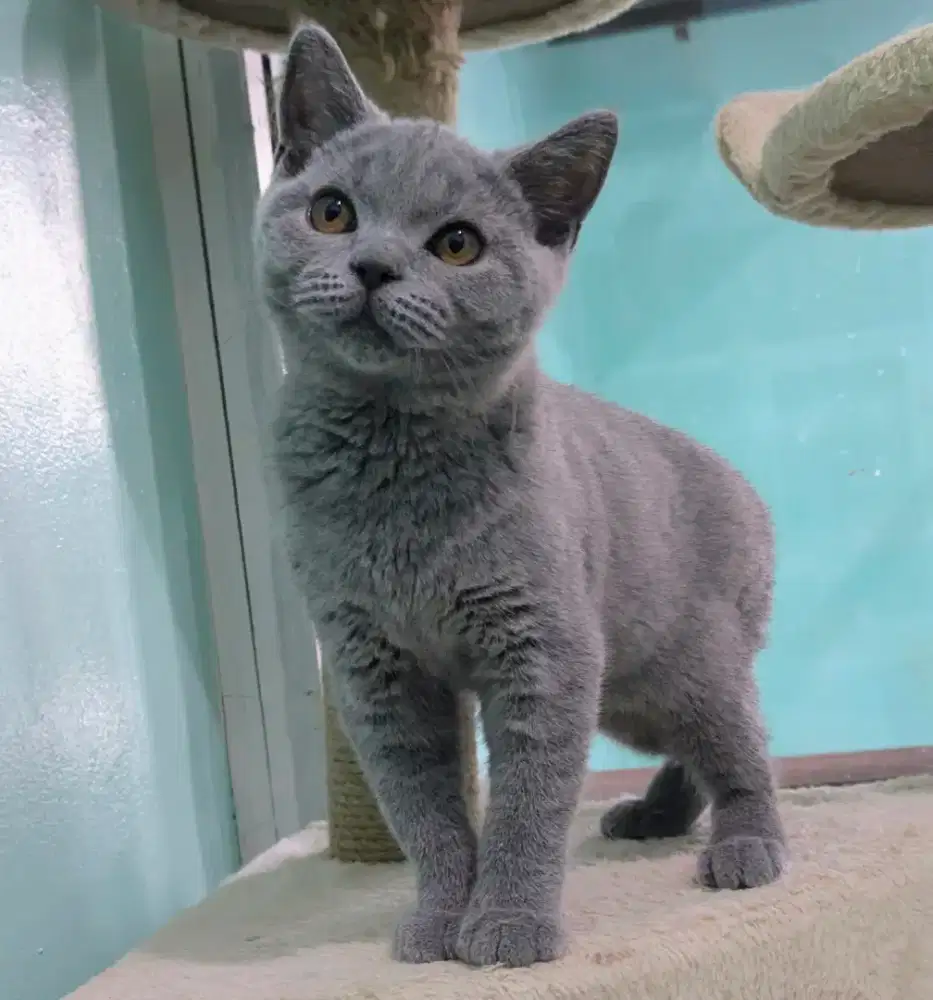 KUCING ANAK KUCING KITTEN BSH BRITISH SHORTHAIR BLUE SOLID NONPED