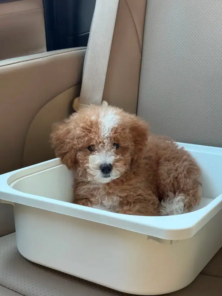Poodle Puppy Dog Female 3 month