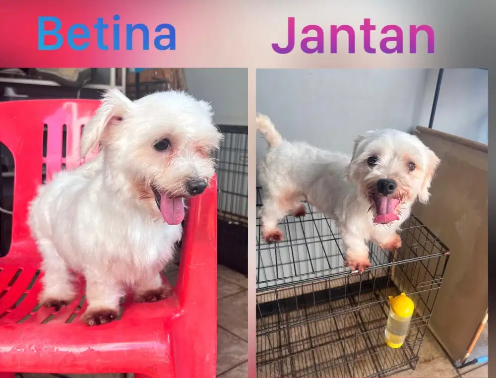 Maltese sepasang