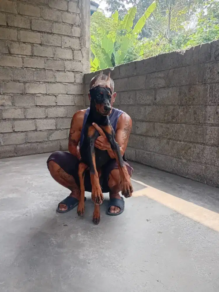 doberman    kupir