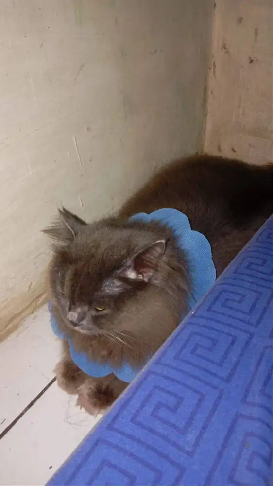 Kucing British longhair