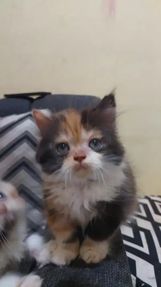 Kucing Persia Flat Nose Kaki besar betina