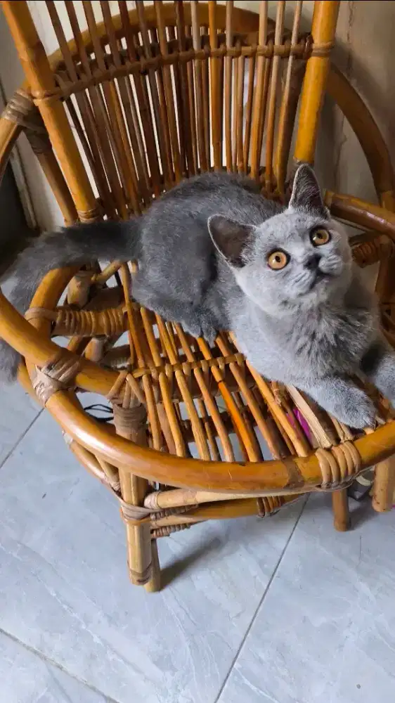 British Shorthair jantan betina