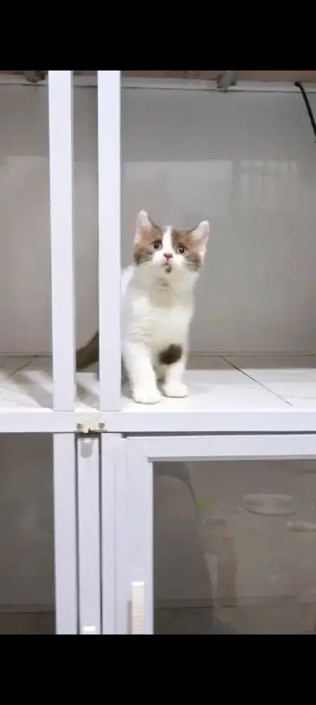 Kitten cinnamon Bsh