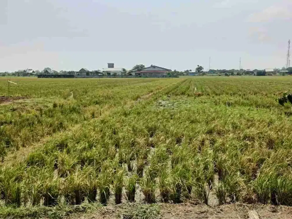 Tanah Sawah Harga Bawah NJOP di Ketapang Kendal