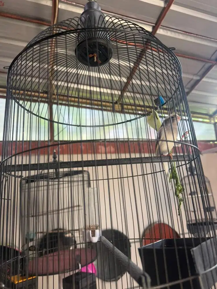 Burung Kenari Panda