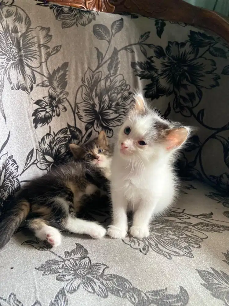 Kitten Persia medium
