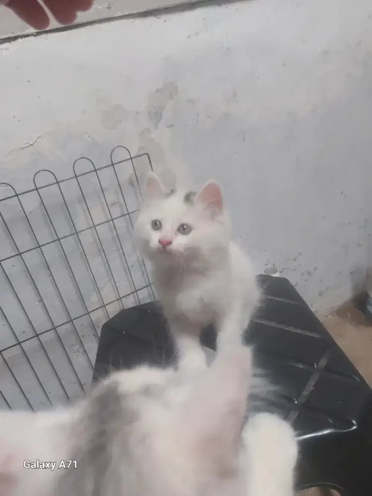 Lepas adopt kitten persia mix usia 2 bulan