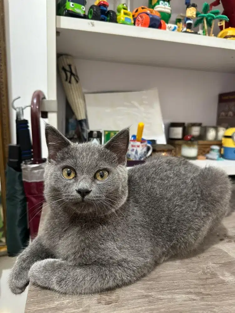 Open adopt BSH x Munchkin
