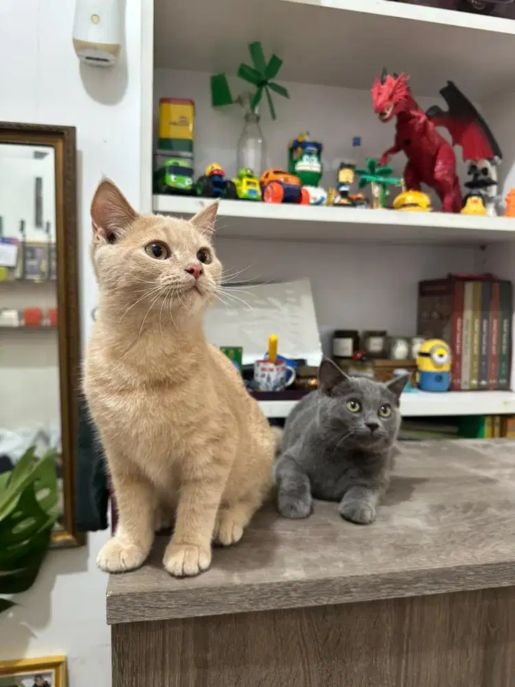 Open adopt sepasang kitten BSH x Munchkin