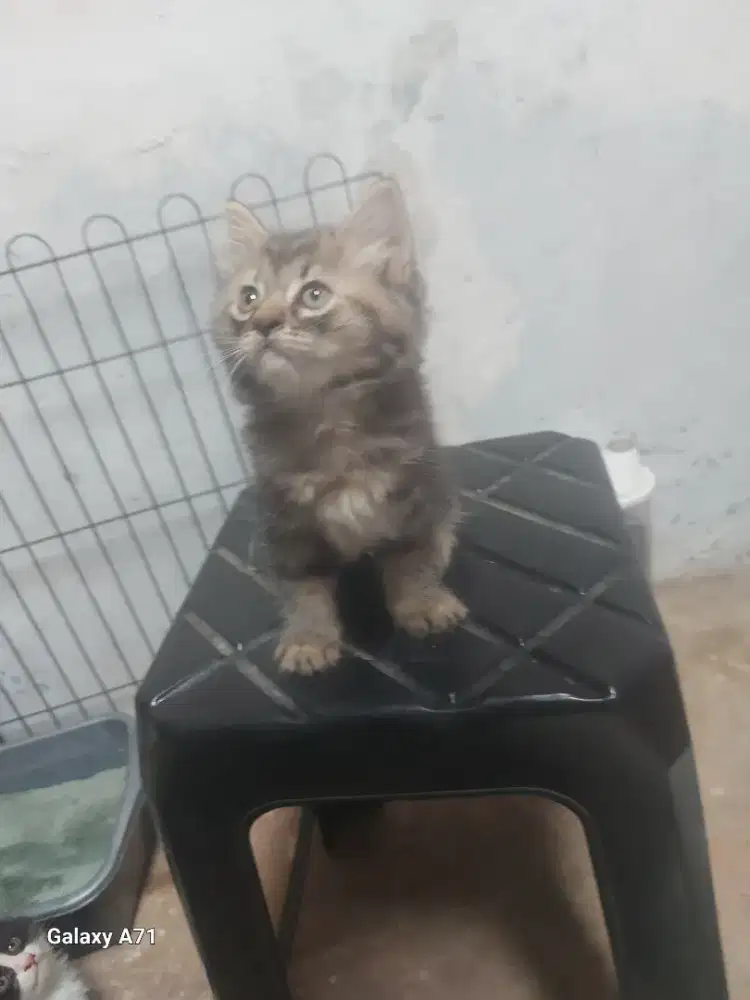 Lepas adopt kitten persia mix usia 2 bulan