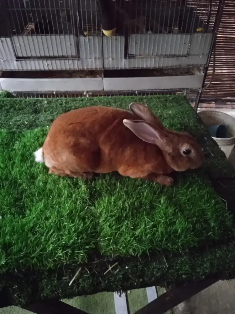 Kelinci Rex karpet jantan