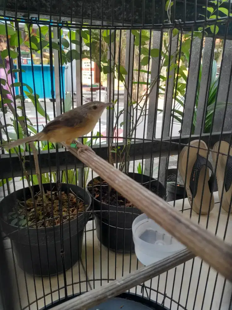 Cigun anakan purtot