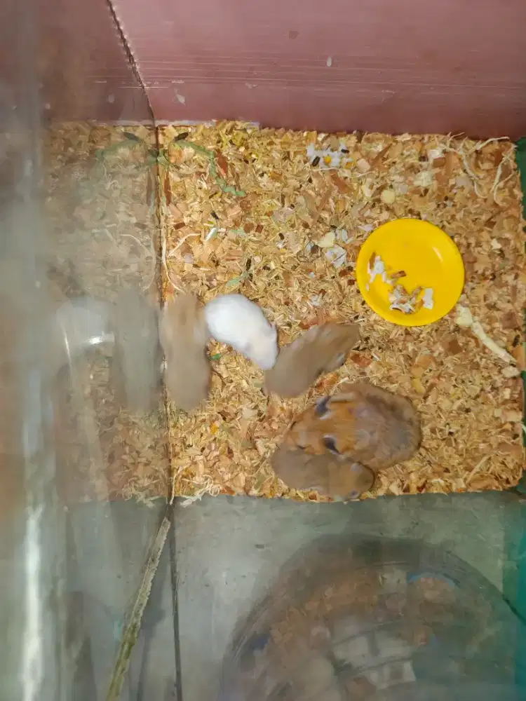 Dijual Murah Keluarga Hamster Syrian Lengkap Induknya & 4 Anaknya