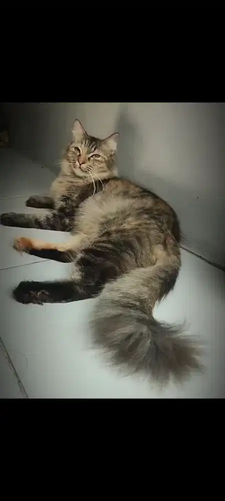 Kucing Persia Betina Mujair usia 6 bulan