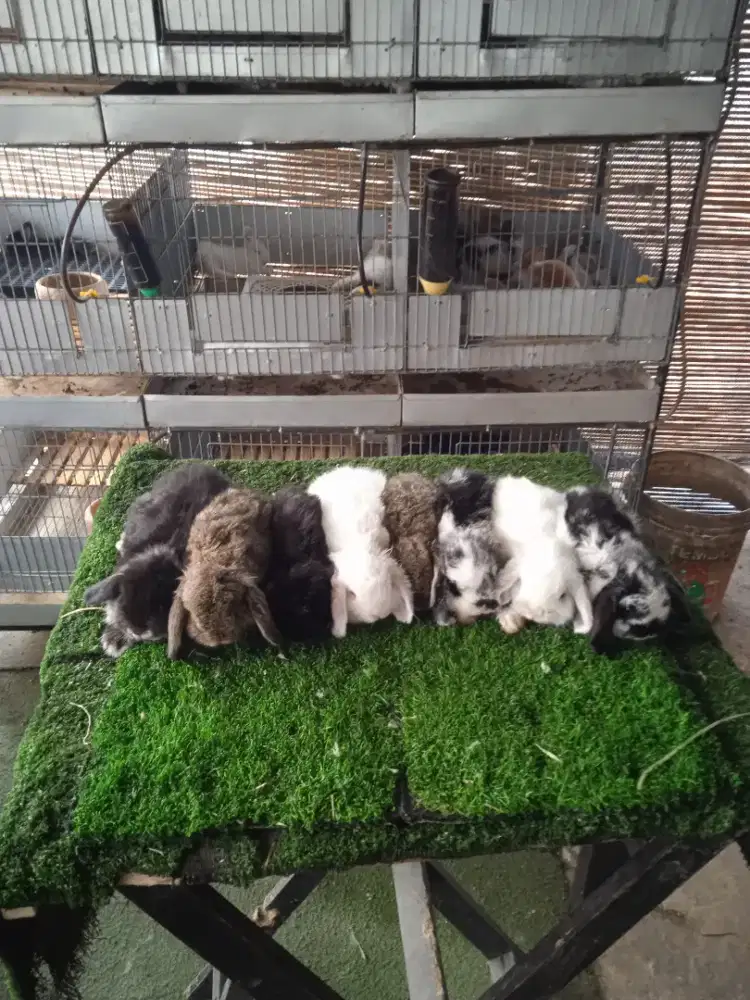 Kelinci Holland lop anakan