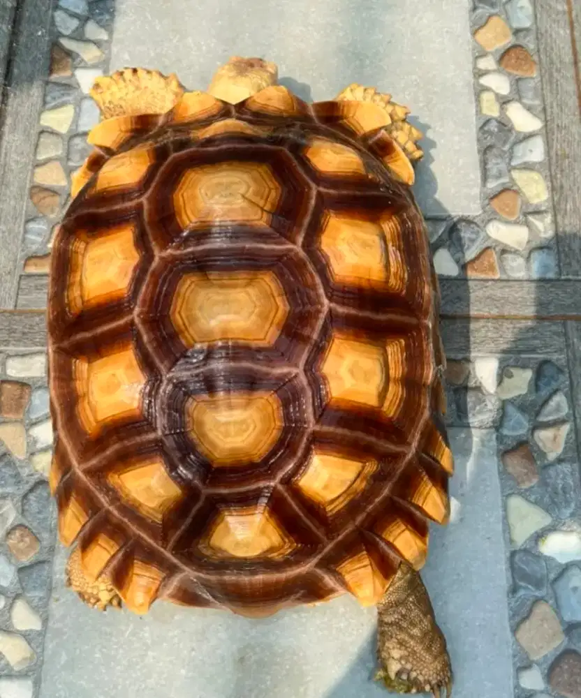 Kura kura darat sulcata BETINA 35 Cm