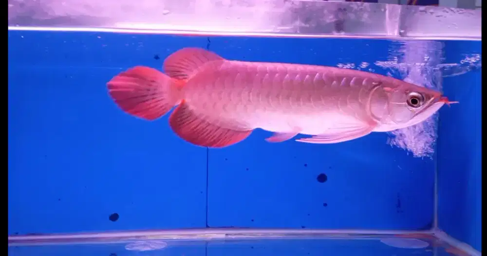 Arwana super red 27 cm