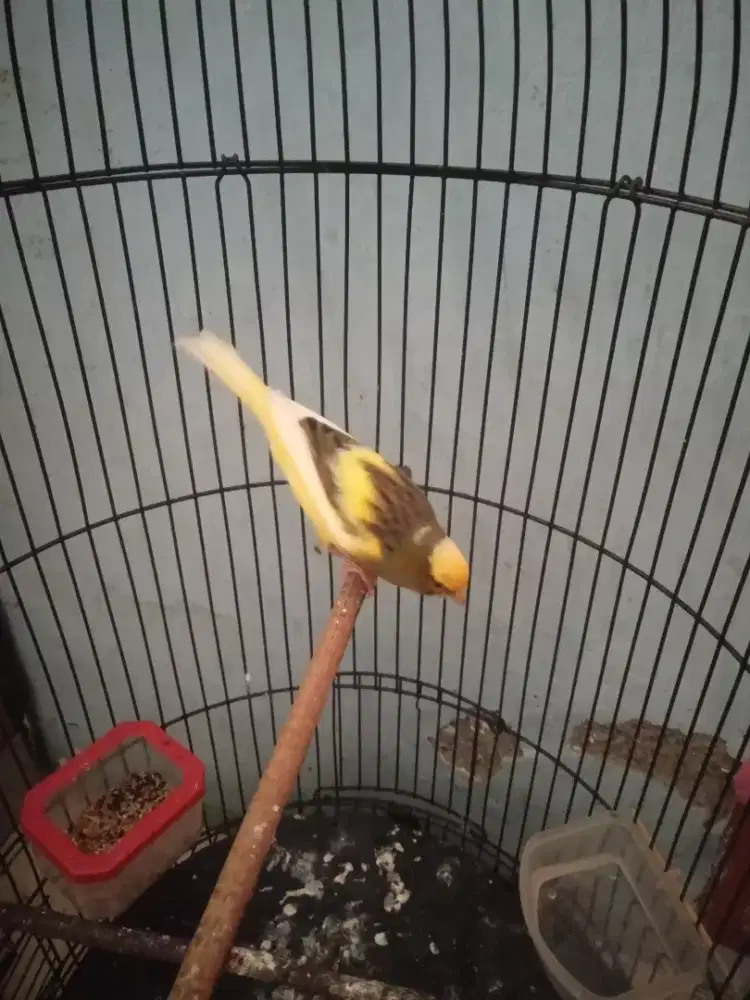 Burung kenari JM loper bon simetris