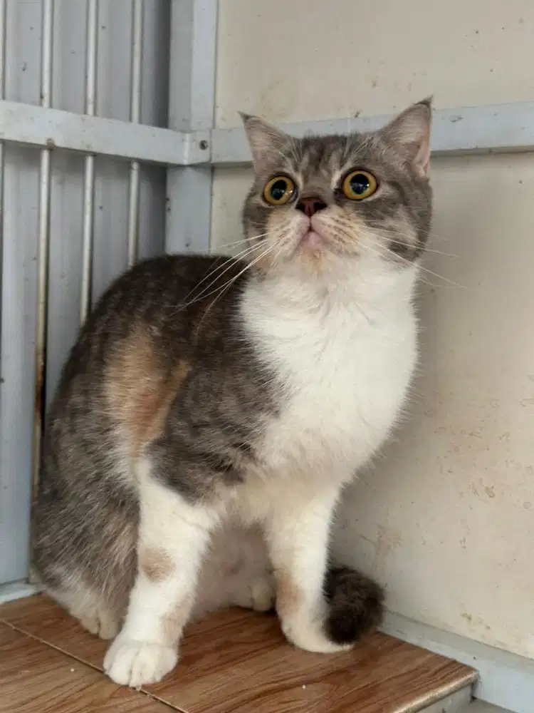 British Shorthair Calico
