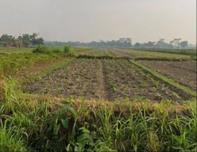 DIJUAL TANAH SAWAH SHM – TOTAL 2.390 m² Bangsalan, Teras, Kab Boyolali
