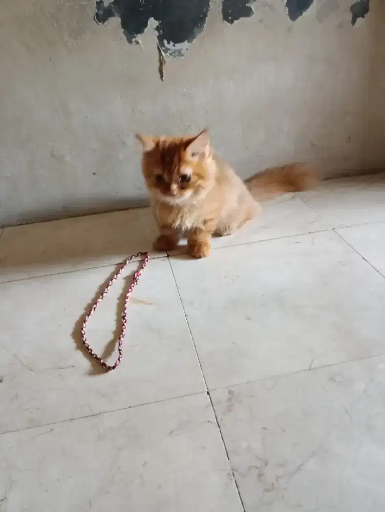Munchkin orange