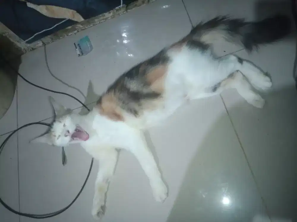 Di jual kucing Persia