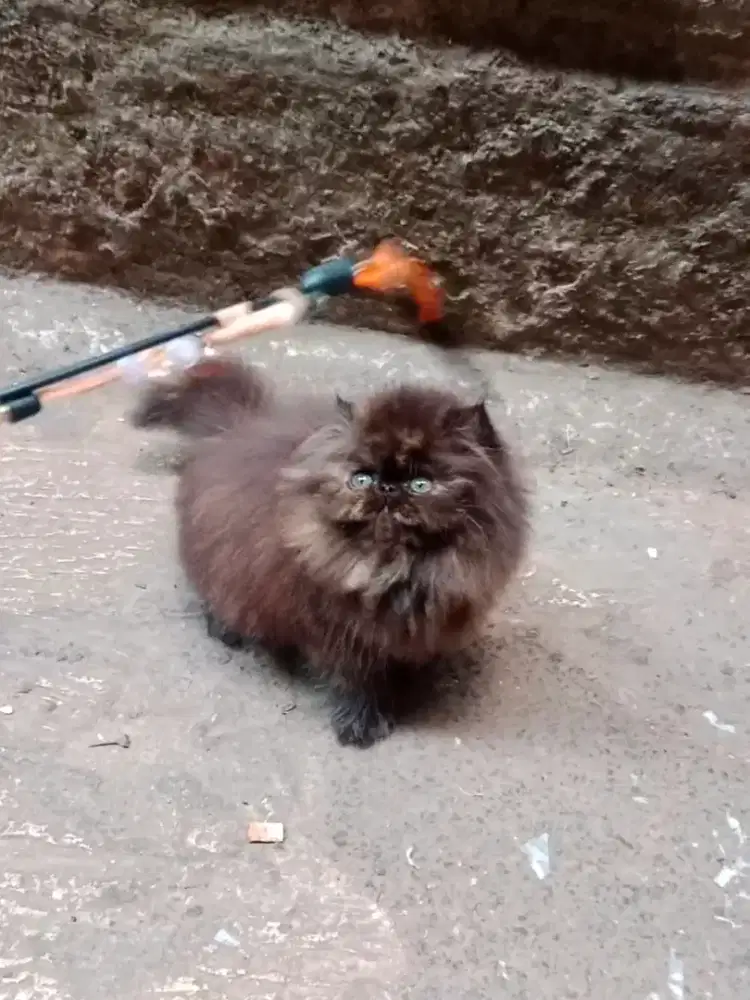 Kucing Persia Peaknose