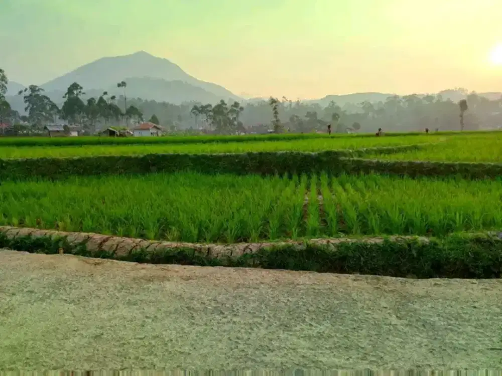 Dijual sawah produktif akses pinggir jalan air subur lokasi ciwidey