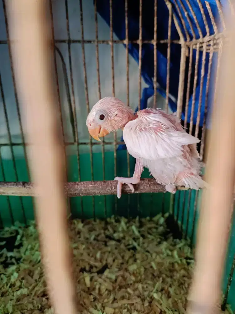 Lovebird lolohan albino mata hitam retina merah