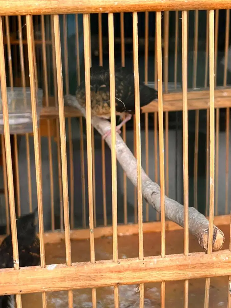 Trotolan Murai Batu Anakan Murai Batu Ekor Panjang