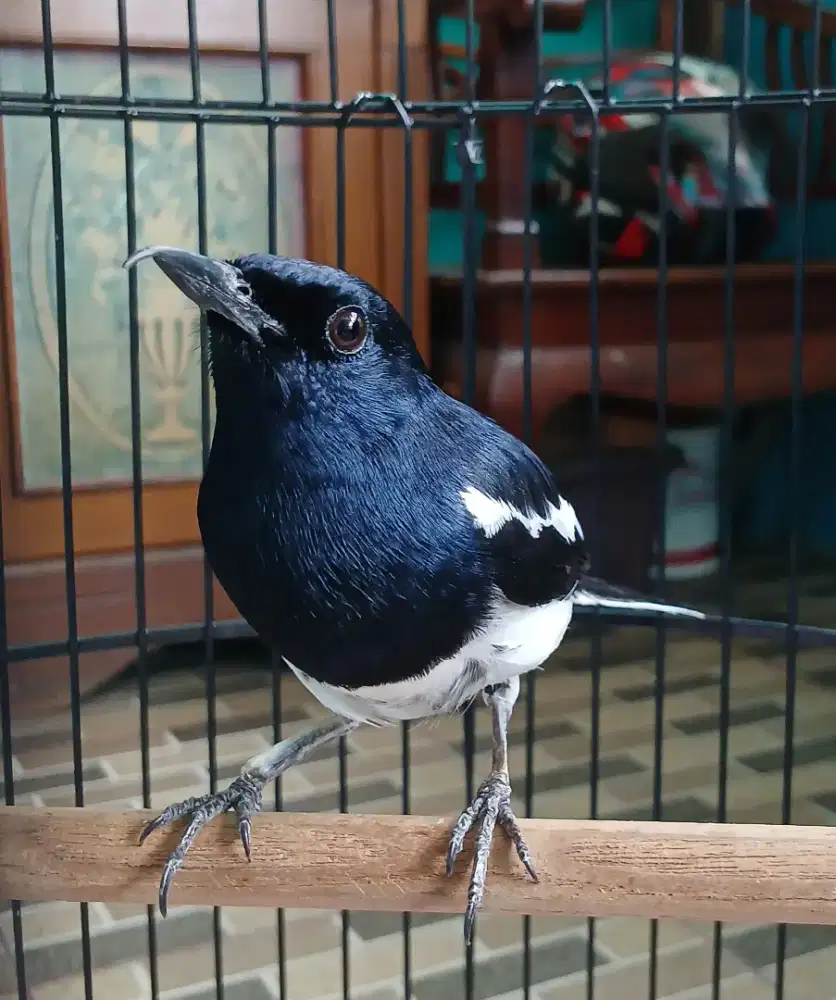 Burung Kacer rawatan