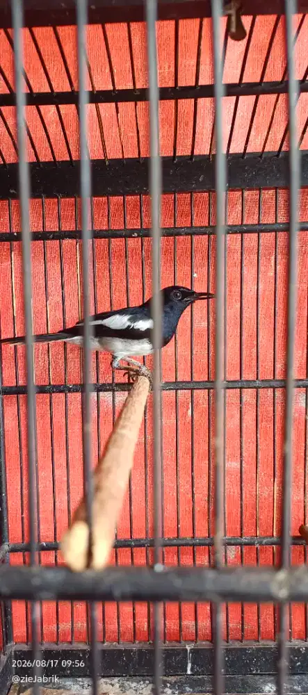 Kacer deker sama kandang